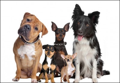 Combien y a-t-il de races officielles de chiens ?