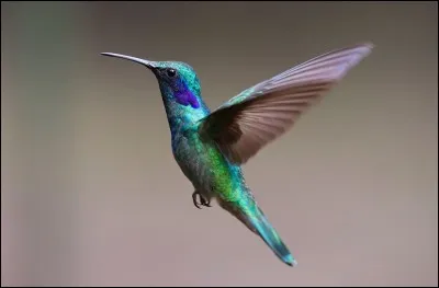 Combien le colibri d'Hélène mesure-t-il et pèse-t-il ?