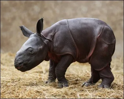 À combien de km/h les rhinocéros peuvent-ils courir ?