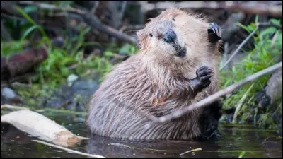Combien y a-t-il d'espèces de castors ?