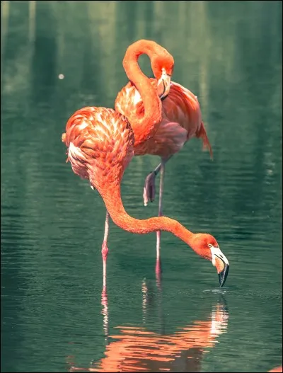 Combien peut-il y avoir d'individus dans une colonie de flamants ?