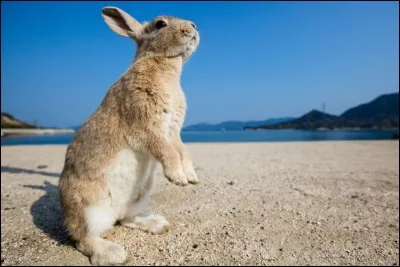 Tous les animaux sont autorisés à venir à toute sorte de plage.
