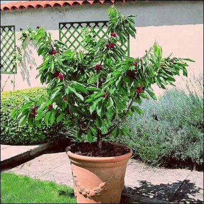 Quel est le genre du nom ''cerisier'' ?