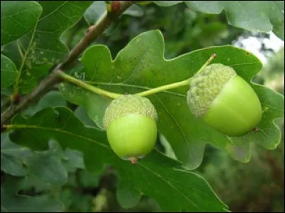 De quel arbre le gland est-il le fruit ?