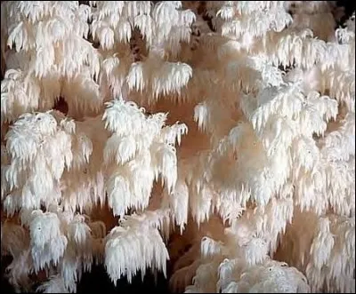 Que repr&eacute;sente cette image ?