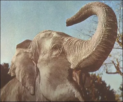 Quand un éléphant crie, il...