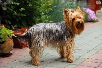 Quelle est la race de ce chien ?