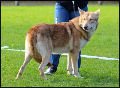 Quelle est la race de ce chien ?