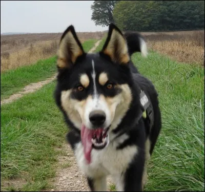 Quelle est la race de ce chien ?