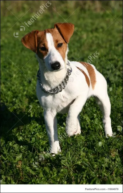 Quelle est la race de ce chien ?