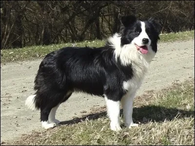 Quelle est la race de ce chien ?
