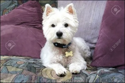 Quelle est la race de ce chien ?