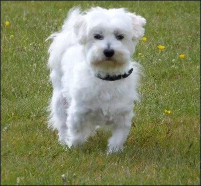 Quelle est la race de ce chien ?