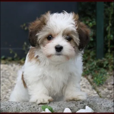 Quelle est la race de ce chien ?