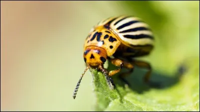 À quoi s'attaque le redoutable doryphore ?