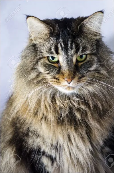 Et ce majestueux chat, de quelle race est-il ?