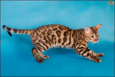Ce beau chat tacheté, de quelle race est-il ?