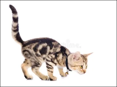 Et celui-ci, de quelle race est-il ?