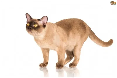 Ce chat crème, de quelle race est-il ?