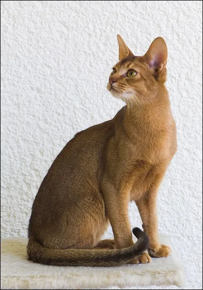 Et ce chat roux, de quelle race est-il ?