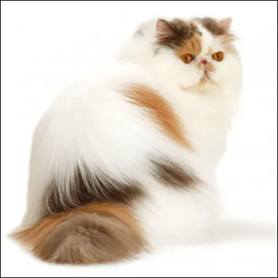 De quelle race est ce chat au museau large ?