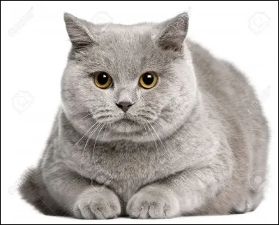 Ensuite, ce chat gris, de quelle race est-il ?