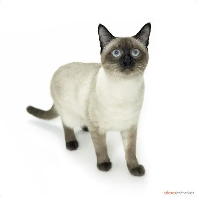 Et ce chat, de quelle race est-il ?