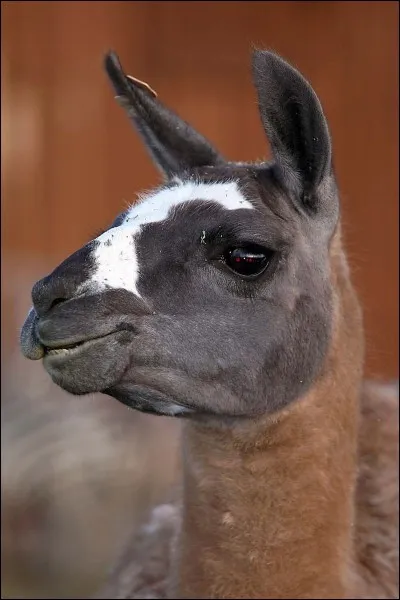 Quel animal donne des ressources ?