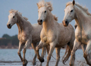 Quiz Connaissez-vous bien les races de chevaux?