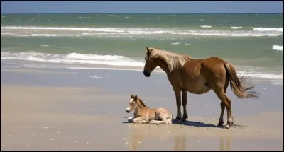 Et ce cheval qui se promène sur la plage ? De quelle race est-il ?