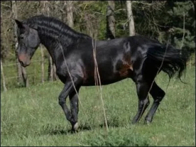 Et ce cheval qui trotte dans les prés ? De quelle race est-il ?