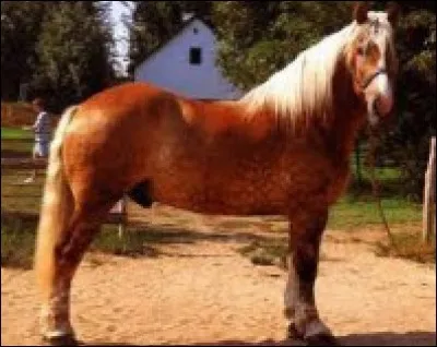 Et ce grand cheval marron, de quelle race est-il ?