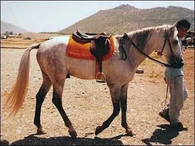 Et ce cheval blanc ? De quelle race est-il ?