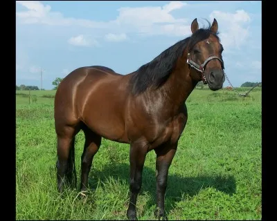 Et ce beau cheval marron de quelle race est-il ?