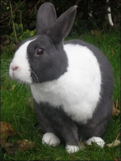 Et celui-là, quel est-il ?