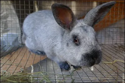 Et lui, quel est-il ?