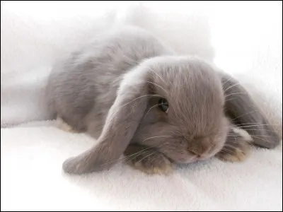 Et celui-ci, quel est-il ?