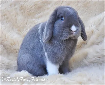 Et celui-ci, quel est-il ?