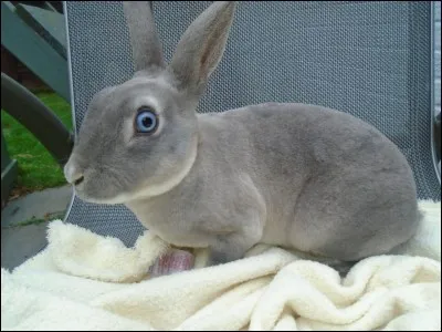 Et celui-là, quel est-il ?