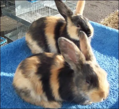 Et lui, quel est-il ?