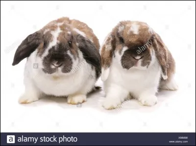 De quelle race est ce lapin ?