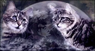 À une assemblée, un apprenti te demande ce que tu veux être plus tard. Que lui réponds-tu ?