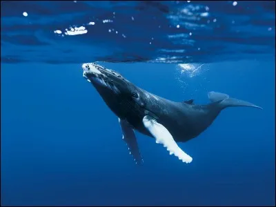 Quel est le titre du film réalisé par Jacques Perrin et Jacques Cluzaud sorti en 2009 où on parle de l'océan ?