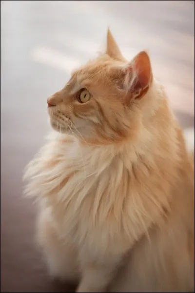 Dans le cycle I, qui sont la compagne et le meilleur ami du personnage principal ?