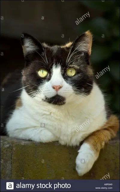 À quelle date les guérisseurs se réunissent-ils à la Pierre de Lune ?