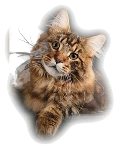 Y a-t-il des frontières dans le Clan des Étoiles ?