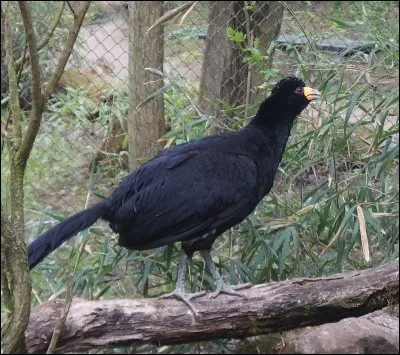 Quel est le nom de cet oiseau ?