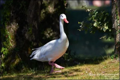 De quelle couleur est le bec du coscoroba blanc, que l'on retrouve en Am&eacute;rique du Sud ?