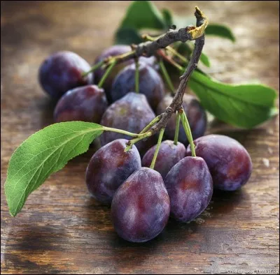 Quand fête-t-on les Prune ?