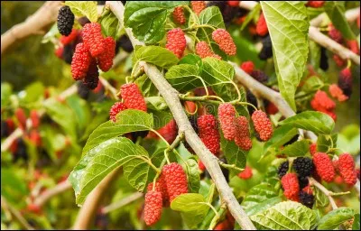 Comment appelle-t-on le fruit de la mûre de Logan ?